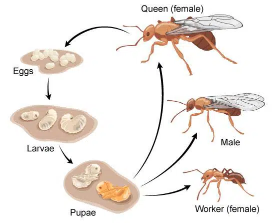 Ant Life cycle